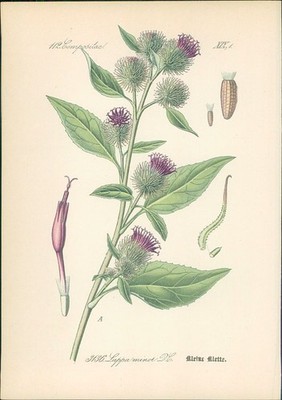 Chromolithographie : Kleine Klette. Lappa minor DC. Compositae. Syn. Arctium min