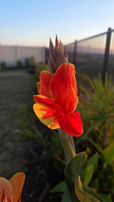 Canna Lily Rosemond Cole: Orange Yellow Blooms - 1-Rhizome