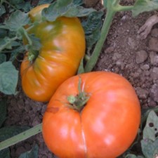Amana Orange Tomato, 30 Seeds, NON-GMO, Large Beefsteak, Rare, FREE SHIPPING