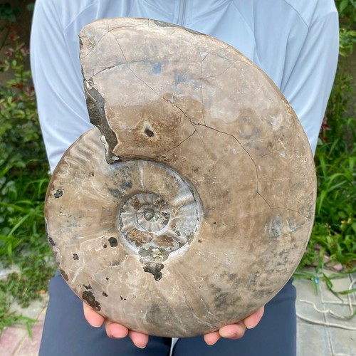 10.36LB Rare! Natural Tentacle Ammonite FossilSpecimen Shell Healing Madagascar - Picture 7 of 12
