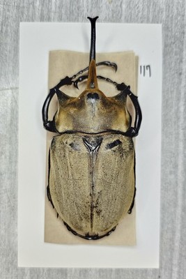 Dynastidae : Megasoma elephas elephas 117mm A1 Wild