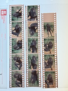 14 Original Color Negatives Amateur Nude Model 1970S Blonde Bombshell