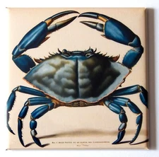 Blue Crab FRIDGE MAGNET "style E"