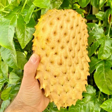 100 Golden Soursop Seedss Annona muricata For Planting