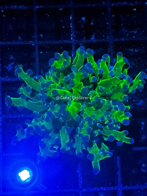 CE- Almost WYSIWYG Blue Tip Frogspawn Frag  Live Coral Frag LPS SPS