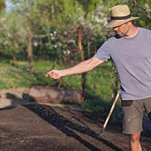 5 Lb Premium Winter Rye Cover Crop Non GMO Soil Boosting Seed for Gardens