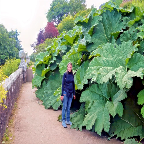 25 GUNNERA MANICATA SEEDS "Dinosaur Food" Giant Hardy Exotic Flower Plant RARE!
