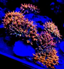 Live 3 to 4 inches Rainbow Bubble tip anemone.Coral, Zoa, LPS, SPS.