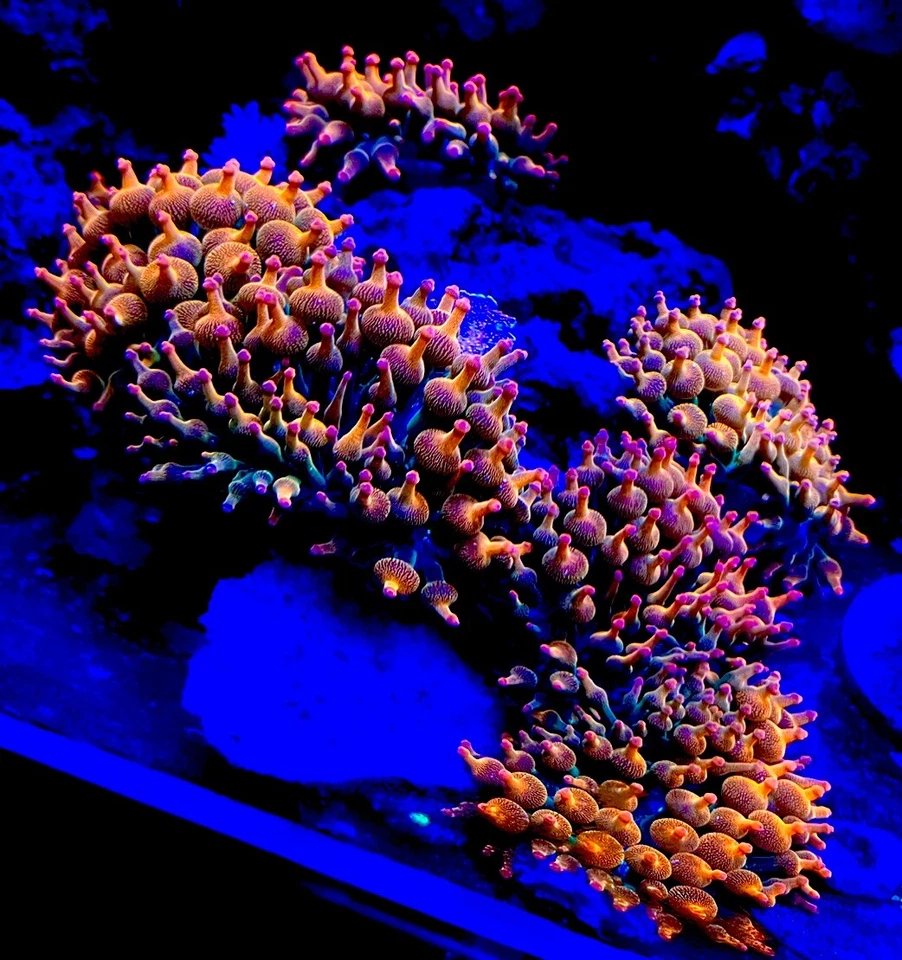 Live 3 to 4 inches Rainbow Bubble tip anemone.Coral, Zoa, LPS, SPS.
