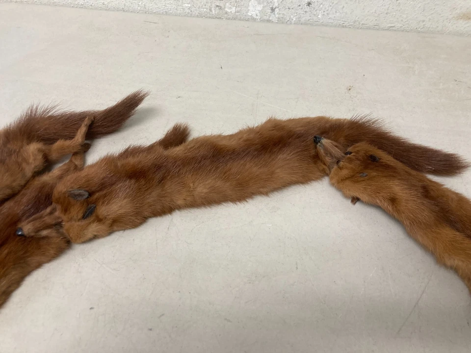 Vintage 5 Mink Fur Stole Pelts Scarfs Heads Full Body Taxidermy 1940s 1950s - Image 4 of 4