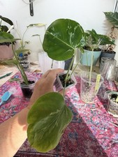 Monstera Deliciosa Bulbasaur  5 Three Leaf Well Rooted