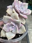 Echeveria Succulent Pink/Green/Purple Rosette Potted Plant #579 — photo 5