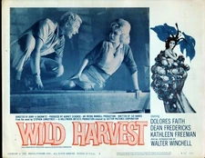 Wild Harvest (1961) 11x14 Lobby Card #5