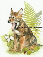 Yawning Wolf Cub Wildflowers ART PAINTING PRINT Wild Ginger, White Trillium