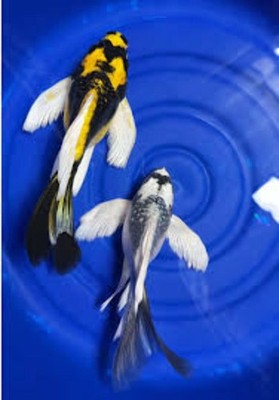2-Pack Mayan & Panda Butterfly Longfin Koi 4-5'' Pond Live Fish