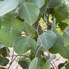 Eucalyptus polyanthemos - (Vaso quadro 9x9x20 cm) - 60-100cm