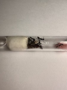 Fourmis Camponotus Cruentatus : Reine + 10/15 ouvrières et couvain