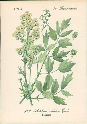 Chromolithographie : Uferraute. Thalictrum exaltatum Gaud. Ranunculaceae. Hallie