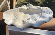Giant Clam Shell Half Composite Replica 22