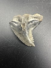Beautiful Shark Tooth Large Hemipristis Shark Massive No Repairs Florida