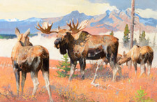 Moose Courting Love Nature Wildlife Deer ceramic tile mural backsplash