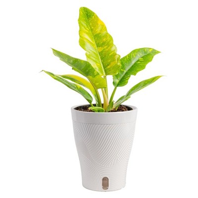 dracaena dorado Dracaena deremensis 'Dorado' 8" at SPROUT HOME