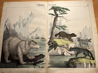 Eisbär Rentier Seebär RAR Antike Lithographie 1838 Handkoloriert Illustration