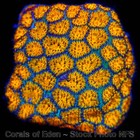 Corals of Eden ~ WYSIWYG Live Coral Frag ~ Pompeii Leptastrea Coral LPS SPS — photo 6