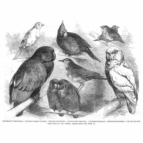 PRIZE BIRDS Canary, Waxbill, Cockatoo, Nightingale, Parrot - Antique Print 1866