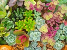 100+ BEAUTIFUL MIXED SEDUM SEEDS -  Succulent groundcover USA