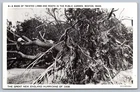 Postcard Great New England Hurricane 1938 Twisted Limbs & Roots Boston MA