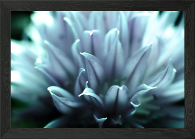 Schnittlauch Blume Makro Foto Gerahmtes Wandbild Poster Leinwanddruck Bild