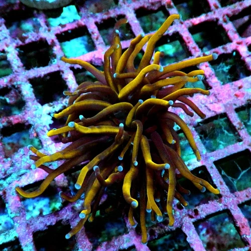 WYSIWYG - Gold Torch Black Middle - Live Coral