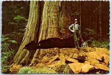 Postcard - Giant Western Red Cedar on Washington's Olympic Peninsula