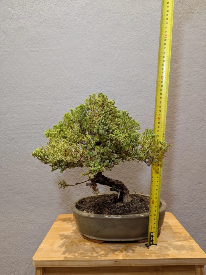 28 YEARS OLD JUNIPER BONSAI 'SQUAMATA' IN GLAZED POT - image 3 of 4