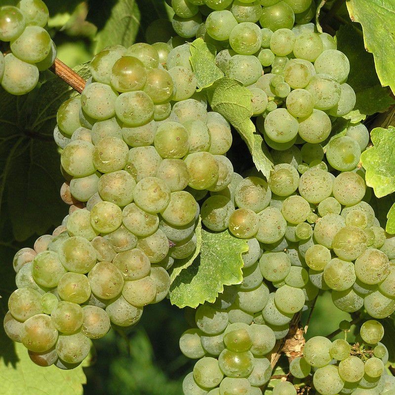 Vigne de table Chasselas Doré retrouvez les saveurs authentiques des raisins d'enfance