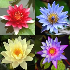 4 Pack Live Hardy Water Lilies Pre-Grown Tuber Rhizome Red, Yellow, Blue, Purple