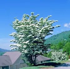 KOUSA DOGWOOD TREE SEEDS Chinese Milky Way Hardy-5 White Flower Red Fruit Plant