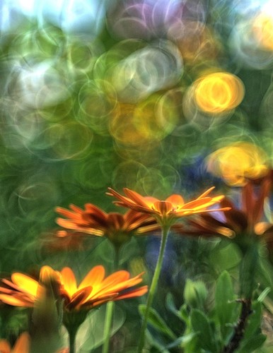 Lente Helios 44M Modificada 58mm F2 con Impresionante Efecto Bokeh Burbuja Tornillo M42 - Imagen 4 de 6