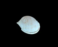 Scotch Bonnet Seashell. Florida. 55.88mm