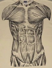 MUSCLES-Leslie Arwin Muscular System Anatomy Science Biology 2-sided T shirt 