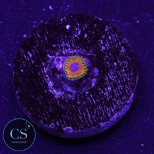 CS GREAT OWL ZOA - WYSIWYG LIVE CORAL