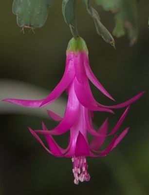 Schlumbergera russelliana 'Macaé de Cima'-rare Xmas cactus, compact true species