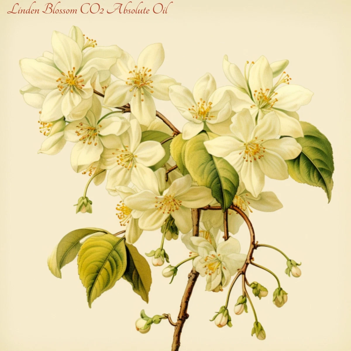 Linden blossom deals