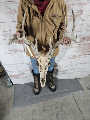 #ad #ad Wild 9 Point Whitetail Deer Antler Rack Horn Skull European Mount Man Cave 139quot; $129.00