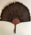 Black Walnut Turkey Trophy Fan / Beard Mounting Plaque Taxidermy Kit