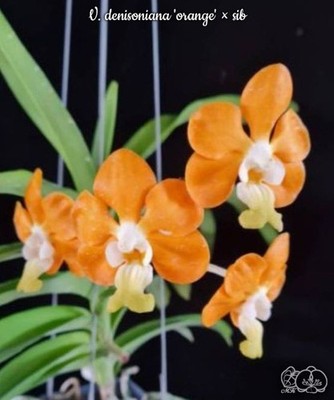 Vanda denisoniana 'orange' x sib