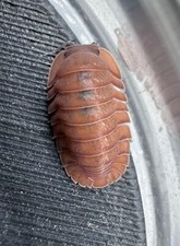 Salmon Isopods 50 Count Free Shipping