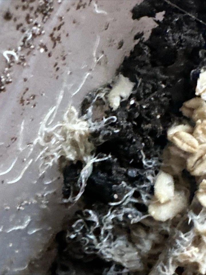 Comida saludable para peces/ranas/tritones White Worms Starter Culture Foto 3 de 3