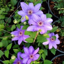 20 SEEDS Violet Lilac CLEMATIS rare flower exotic vine 23 bush plant USA Seller